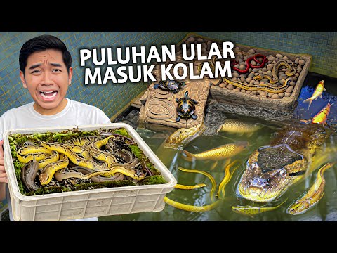 MASUKIN PULUHAN ULAR KADUT HASIL HUNTING KE KOLAM! MENGERIKAN!