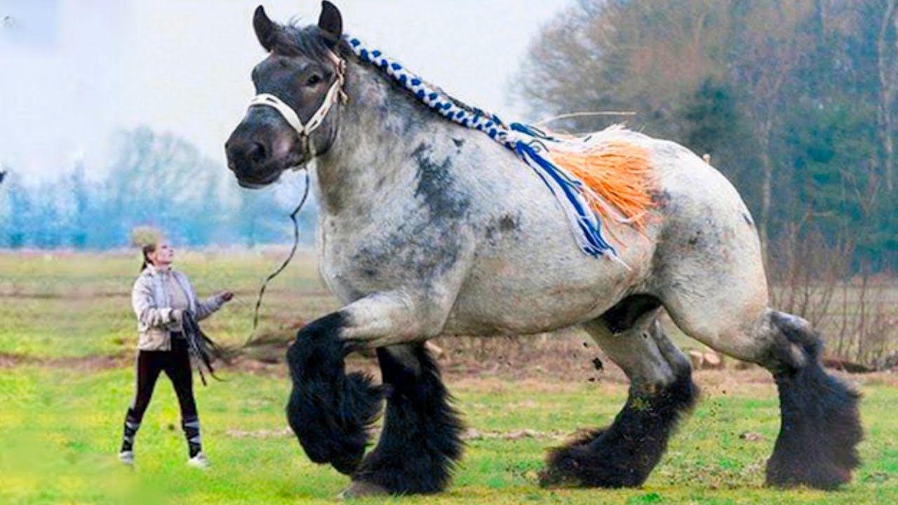 20 Horses That Are Born Only Once In a Thousand Years