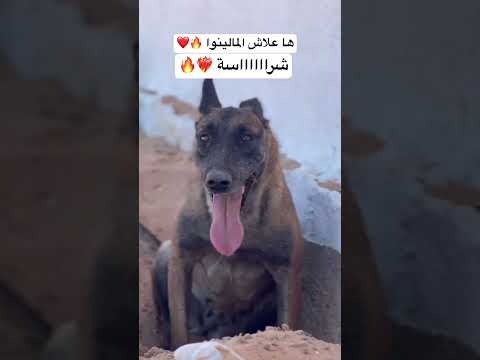 ها علاش المالينوا 🔥❤️ ماتنساش متابعة ❤️
