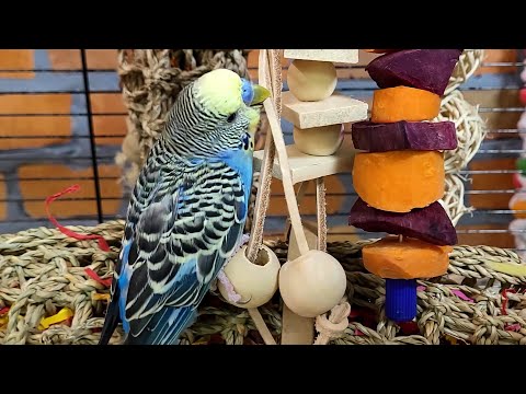 7 hours of relaxing budgie sounds