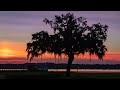 Understanding Spanish Moss