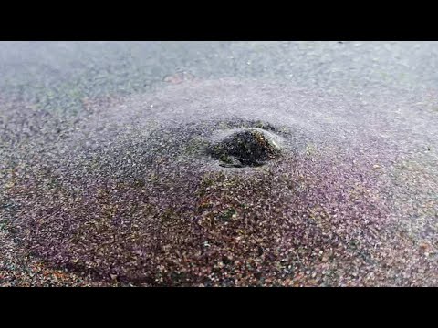 Parecen pequeños VOLCANES en ERUPCIÓN, en realidad son los HOGARES de los Ghost Shrimp en la arena