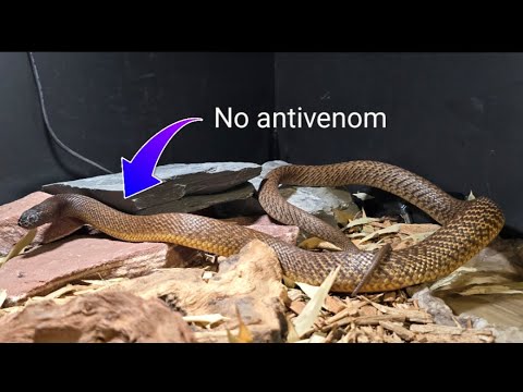 Venomous Taipan Bite - The Full Story