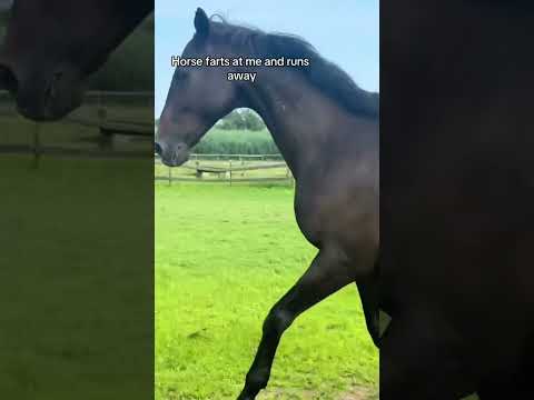 Funny horses videos!