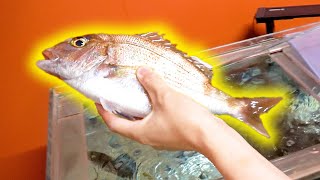【餌代5万円】2年間高級な魚介類だけを食べさせた『自宅で育てたマダイ』を食べてみたら味が衝撃すぎた、、