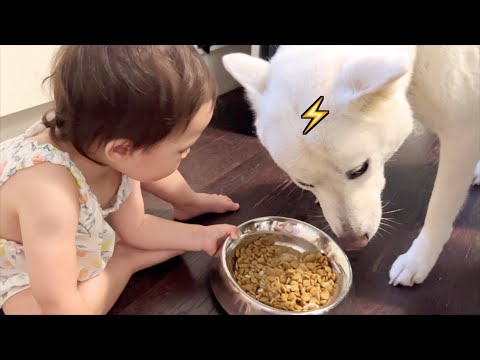 아기가 밥그릇을 건드렸을 때 진돗개가 보인 놀라운 행동! | 진돗개와 아기 vlog