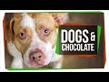 Understanding Chocolate Toxicity in Pets