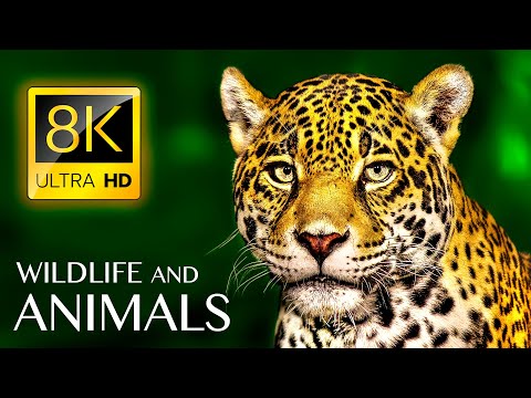 Animals &amp; Wildlife 8K ULTRA HD • Relaxing Music and Nature Sounds 8K TV