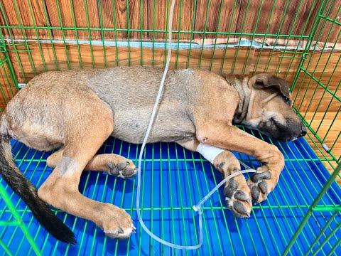 sick dog treatment