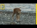 Bison Survival and Predator Encounters