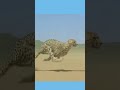 Cheetah vs. Usain Bolt Speed Comparison
