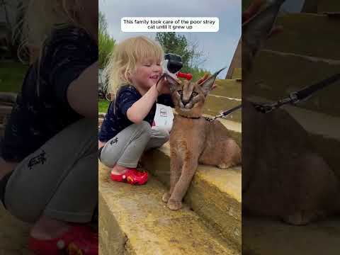This kind-hearted family adopted a orphaned caracal kitten #caracalcat #shortvideo #animalshorts