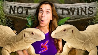 These Animals Look IDENTICAL... But They're NOT!