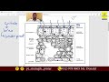 Leaf Cuticle and Transpiration Concepts
