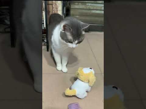 Funny cat videos🐈Cute cat😼Try not to laugh😸Collection funny, interesting, cute cat video #2