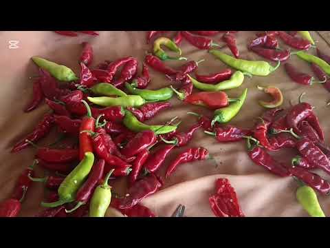 Pul bibər necə hazırlanır? Pul bibər qatqısız, rəngi dadı dəyişmədən necə saxlanır