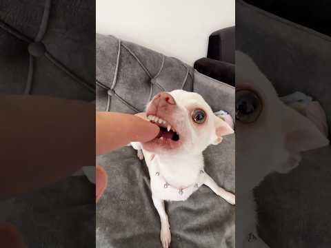 Niki likes bite the Kuchi Kuchi man🤣