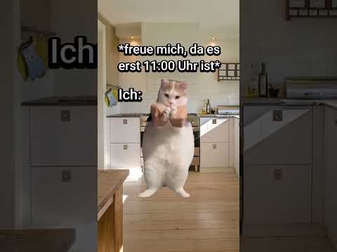 POV: Du hast Hitzefrei? #katzenvideos #lustig #katzen #katze #schule #shorts #memes #comedy
