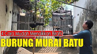 CARA MENAIKKAN BIRAHI MURAI BATU BIAR CEPAT GACOR  || CARA SEDERHANA MENAIKKAN BIRAHI MURAI BATU