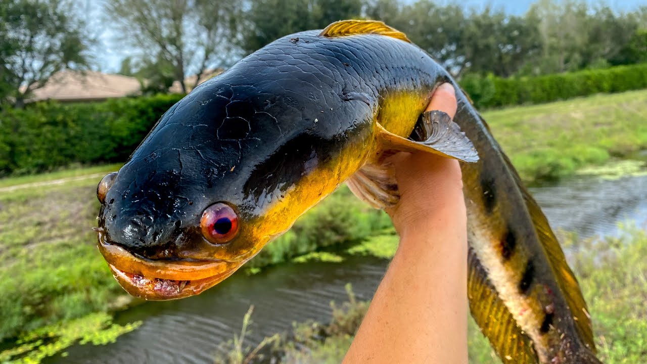 CANAL Creature for Dinner. Catch Clean Cook