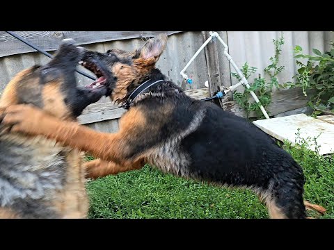 Cool German Shepherd puppy attacks his mother. Odessa. Ukraine.