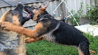 Cool German Shepherd puppy attacks his mother. Odessa. Ukraine.