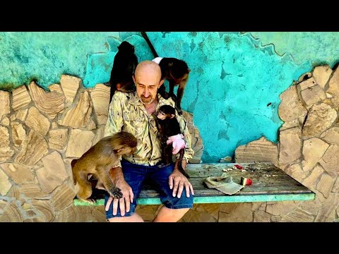 Мы так рады что наши малыши уже ПРИНИМАЮТ Анфису в свою стаю, а Маня просто не отходит от нее)