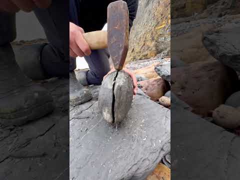 Fossil Hunting Adventure – Discovering Ancient Life