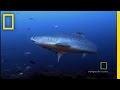 Understanding Shark Behavior and Safety