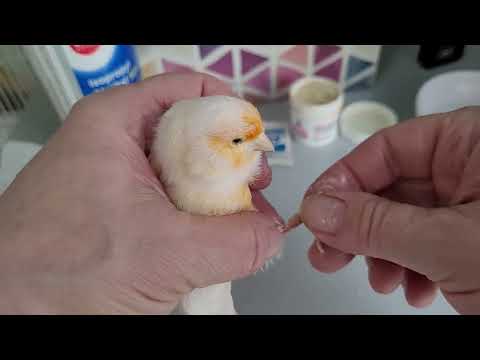 Canary Foot Care 101: Nail Trimming and Removing Skin Buildup