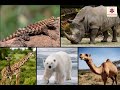 Animal Habitats and Adaptation Concepts
