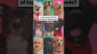 Is your dog one of the most popular breeds?