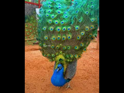Why China Is Doing Peacocks Farming 😡-4560C1