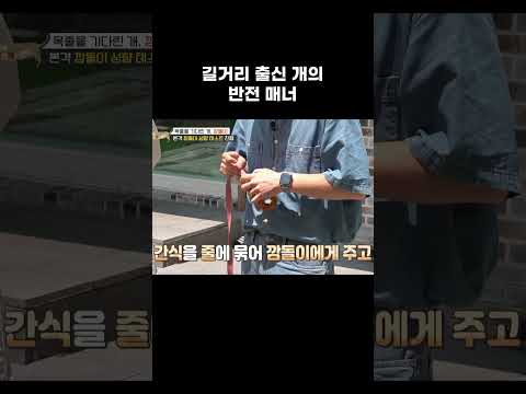 척하면 척 사교성 만점 중형견 테스트 결과 #shorts