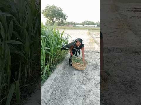 सब गड़बड़ होगए#shorts #shortvideo #shortsfeed #Suman Bhauji