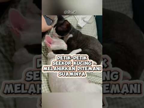 Alhamdulillah Lancar Ya Bund....😻