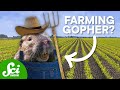 Martian Meteorites and Pocket Gophers