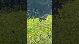 tiny Mini Foal ZOOMIES! #minihorse #foal #babyanimals #baby