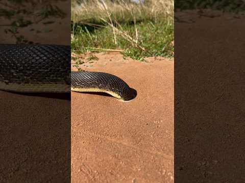 Unique Quick Snake Trapping Using Small hole #snaketrap #shorts
