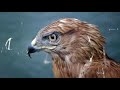 Physics of Bird Flight Concepts