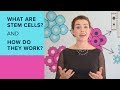 Understanding Stem Cells and iPSCs