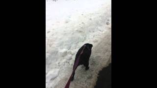 Winston's adventure