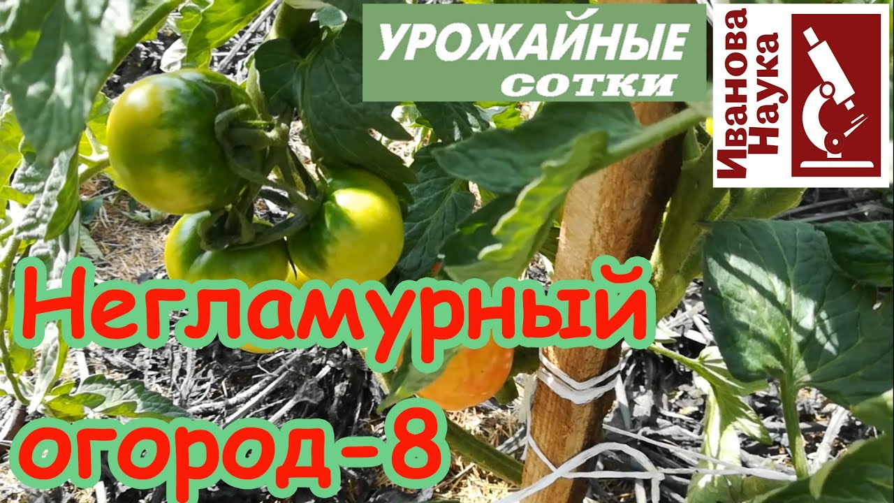 Негламурный огород8. Томаты завязываются, наливаются и спеют, но засуха может все испортить