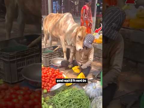 🐮 इसे kahte है नि:स्वार्थ Pyaar !! ❤️❤️