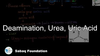 Deamination, Urea, Uric Acid