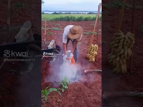 Como planta o pe de banana rsrs