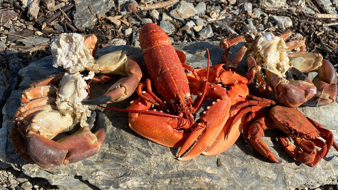 Coastal Foraging and Diving - Lobster, Crab and Shrimp Paella Beach Cook up - The Fish Locker