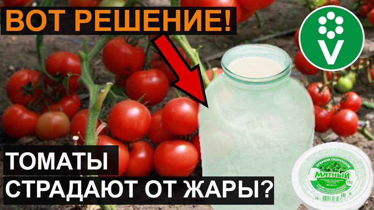 Томаты плохо переносят жару? Сделайте это и все будет хорошо!