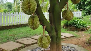 Sambung Pucuk Durian dengan 2 Kaki agar pertumbuhan awal meningkat