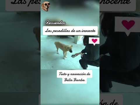 Las pesadillas de un inocente #historiasdeanimales #animales #perro